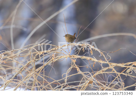 Wren Photographed in Hokkaido Wren Photographed in Hokkaido 123753340