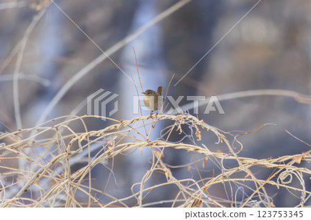 Wren Photographed in Hokkaido 123753345