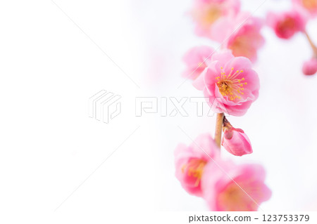 梅花與春天的到來意象 梅花與春天的到來意象 123753379