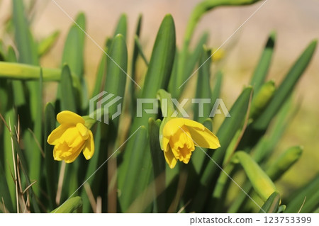 Yellow flowers of miniature daffodils (tetarte) blooming in a garden in early spring 123753399