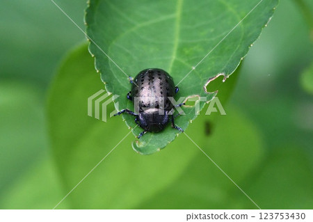 Peppermint 123753430