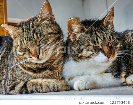 Bay Cats of Kotor 123753468