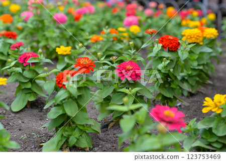 Zinnia bloom. Flower bed in las Palmas de Gran Canaria 123753469