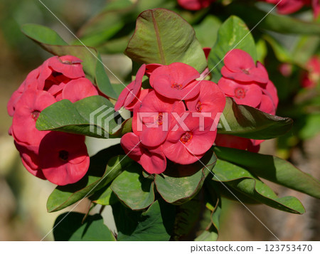 Euphorbia Milii Spurge Milkweed blooming in the botanical garden of Gran Canaria 123753470
