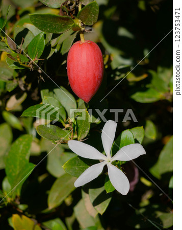 Carissa macrocarpa white blooming flower and a ripe red fruit in the botanical garden of Gran Canaria 123753471