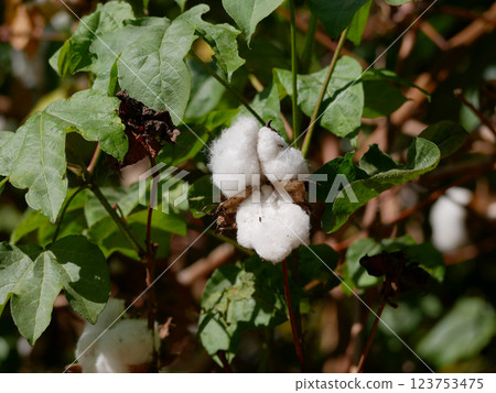Cotton plant (Gossypium Hirsutum) in the botanical garden of Gran Canaria 123753475