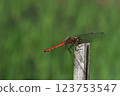 赤蜻屬frequens 123753547