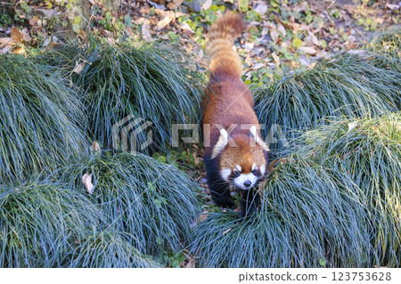 Red Panda Tama Zoo 123753628
