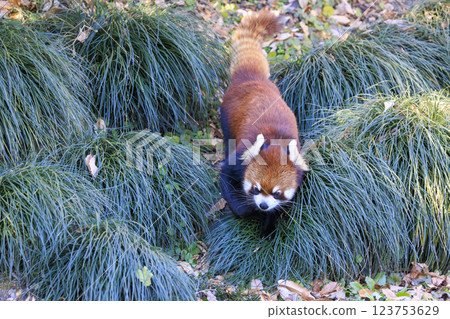 紅熊貓多摩動物園 123753629