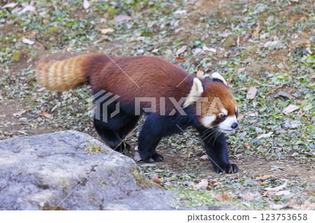 Red Panda Tama Zoo Red Panda Tama Zoo 123753658