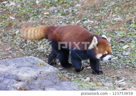 紅熊貓多摩動物園 123753659