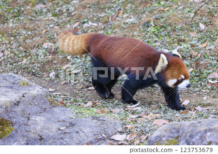 Red Panda Tama Zoo Red Panda Tama Zoo 123753679
