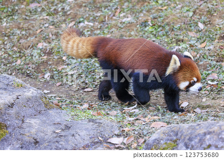 Red Panda Tama Zoo Red Panda Tama Zoo 123753680
