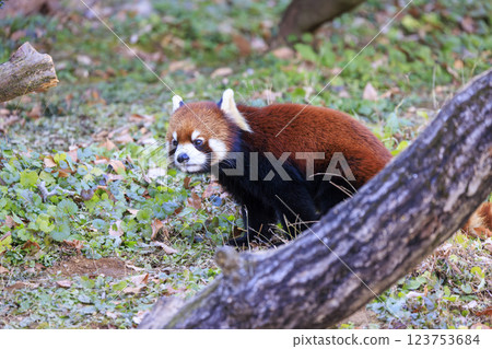 Red Panda Tama Zoo Red Panda Tama Zoo 123753684