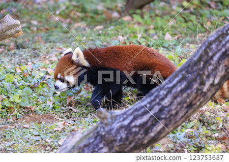 Red Panda Tama Zoo Red Panda Tama Zoo 123753687