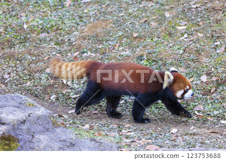 Red Panda Tama Zoo 123753688