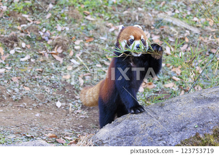 Red Panda Tama Zoo 123753719