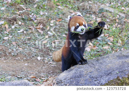 Red Panda Tama Zoo 123753728