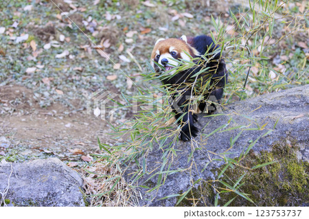 Red Panda Tama Zoo 123753737