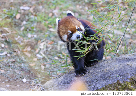Red Panda Tama Zoo 123753801