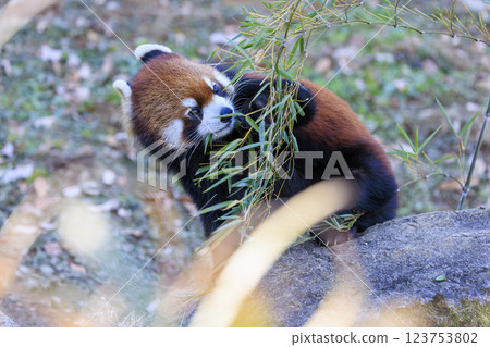 紅熊貓多摩動物園 紅熊貓多摩動物園 123753802