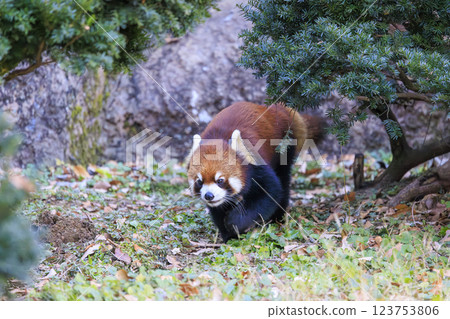Red Panda Tama Zoo 123753806