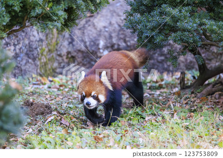 Red Panda Tama Zoo 123753809
