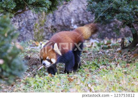 Red Panda Tama Zoo Red Panda Tama Zoo 123753812
