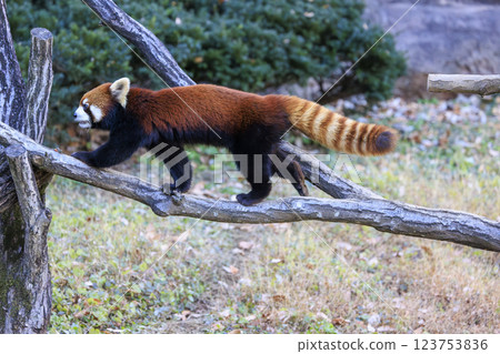 Red Panda Tama Zoo 123753836
