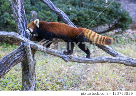 紅熊貓多摩動物園 123753839