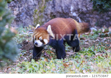 紅熊貓多摩動物園 紅熊貓多摩動物園 123753847