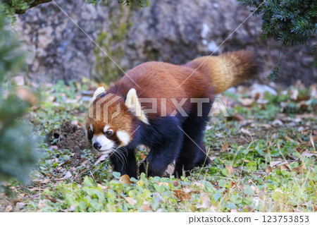 Red Panda Tama Zoo 123753853