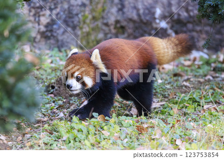 Red Panda Tama Zoo 123753854