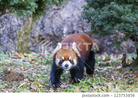 Red Panda Tama Zoo 123753856