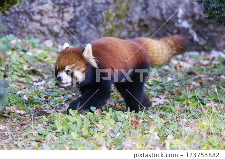 紅熊貓多摩動物園 123753882
