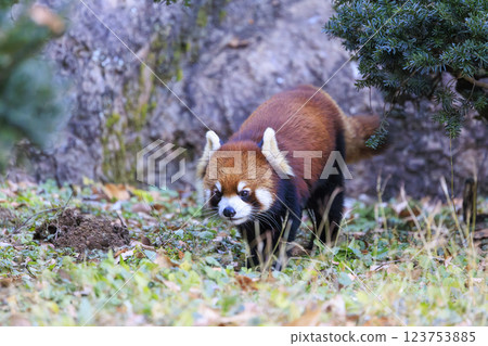 Red Panda Tama Zoo Red Panda Tama Zoo 123753885