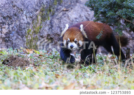 紅熊貓多摩動物園 紅熊貓多摩動物園 123753893