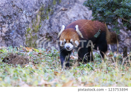 紅熊貓多摩動物園 123753894