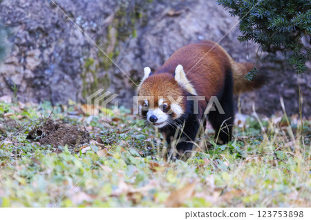 紅熊貓多摩動物園 紅熊貓多摩動物園 123753898