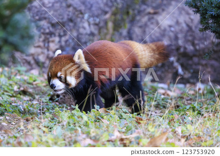 紅熊貓多摩動物園 紅熊貓多摩動物園 123753920