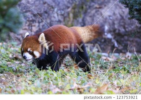 紅熊貓多摩動物園 紅熊貓多摩動物園 123753921