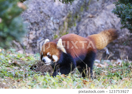 Red Panda Tama Zoo 123753927