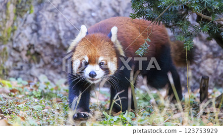 紅熊貓多摩動物園 123753929