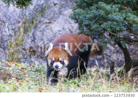 紅熊貓多摩動物園 123753930