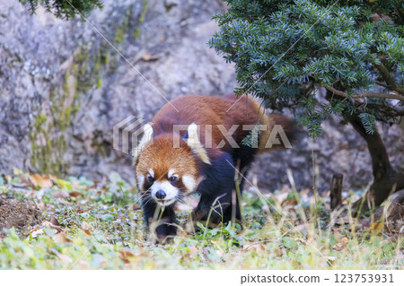 Red Panda Tama Zoo 123753931