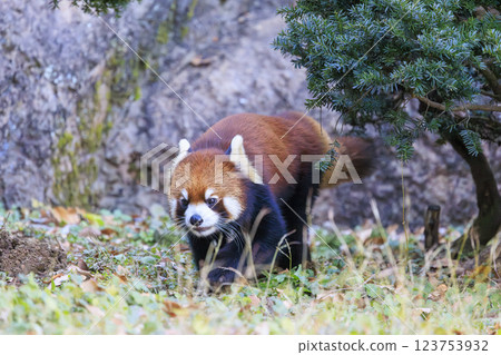 Red Panda Tama Zoo 123753932