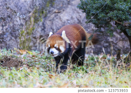 Red Panda Tama Zoo 123753933