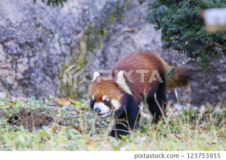 Red Panda Tama Zoo 123753955