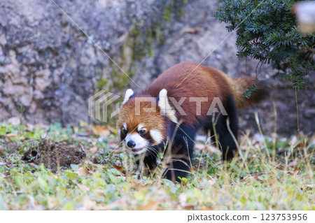 Red Panda Tama Zoo Red Panda Tama Zoo 123753956