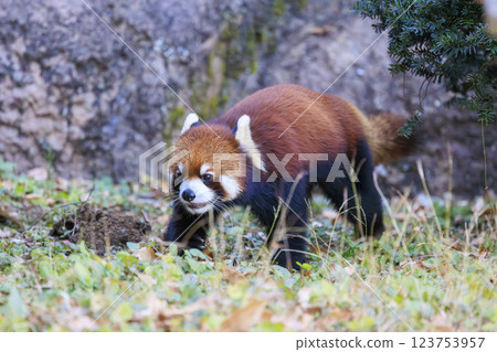紅熊貓多摩動物園 123753957